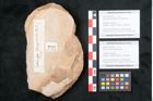 Foto (Objekt + Etikett) von Hydrangea stenopetala Ettingshausen (NHMW-GEO-2024-0188-7923a)